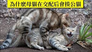 為什麽貓在交配時會尖叫並且之后母貓還會攻擊公貓- YouTube