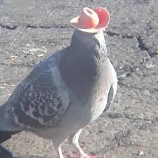 A viral facebook video from a las vegas resident named bobby lee showing pigeons with tiny cowboy hats. Pigeon Seen Wearing Cowboy Hat Rescued Top Stories Wandtv Com