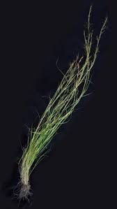 Image result for Hyparrhenia rufa