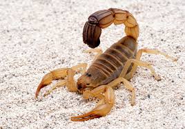 Blood clot sting in the tail of scorpion venom - News - The University of  Queensland