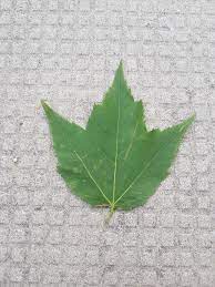 Striving for the right answers? Three Lobed Maple Leaf I Just Found Mildlyinteresting