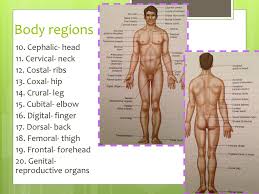 The anatomy and physiology module introduces the structure and function of the human body. Anatomical Terminology Ppt Download