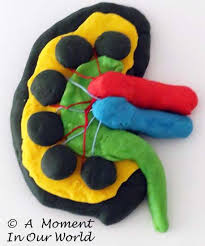 Human Body Excretory System Human Body Projects Excretory System Human Body Systems