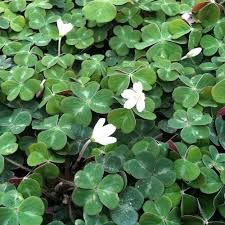 Image result for Oxalis oligotricha