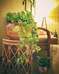 21 Vastu Plant To Bring Prosperity Peace And Good Luck At Home Plants Plant Decor Lucky Bamboo Plants