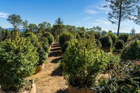 The inventory includes plants that currently cause damage in california (invasive plants) as well as watch plants that are a high risk of becoming invasive in the future (designated with an asterisk). Cannabis In California Laws Prop 64 Hippies And More Sensi Seeds