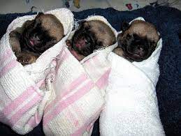 Pug Puppies Pug Puppies Baby Pugs Cute Pugs
