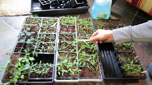 identifying true leaves and when how to feed your tomato pepper vegetable seed starts trg 2015