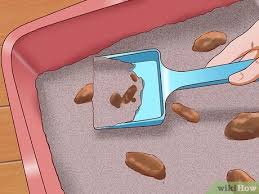 Although the contents of the litter tray are not very pleasant, they give valuable information about how your cat is doing. 3 Ways To Cure A Cat Of Constipation Wikihow