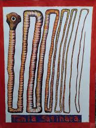 Image result for Beef Tapeworm