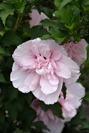 Image result for Hibiscus syriacus ´Pink Chiffon