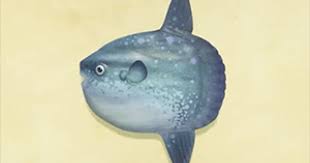 Printable sunfish coloring page for kids. Acnh Ocean Sunfish How To Catch Price Animal Crossing Gamewith