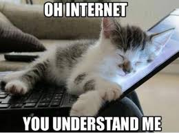 Image result for cats and the internet