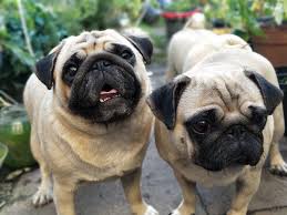 It usually takes anywhere between two. Worms In Dogs And Cats Everything You Need To Know Vet Approved