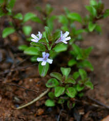 Image result for Dyschoriste albiflora