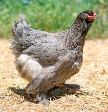 3 Layer Chickens Perfect For The Cold