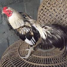 Ayam yang satu ini memang merupakan ayam laga yang hebat, dan jarang sekali mengalami kekalahan. Warna Ayam Pamangon Wido Yang Bagus 47 Jenis Warna Jalak Ayam Apakah Anda Memerlukan Satu Nama Yang Bagus Untuk Anak Anjing Baru Anda Yang Lucu Dan Menggemaskan