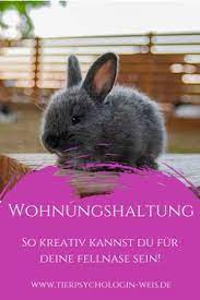 Dies kann vor allem dann problematisch und lästig. 540 Kaninchen Ideen Kaninchen Susse Tiere Tiere