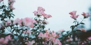 The Girl Flower Header Aesthetic Desktop Wallpaper Twitter Header Pink