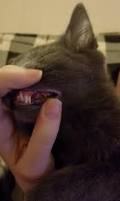 The most commonly encountered tooth problem in kittens is the retention of baby teeth. My Kitten Has Two Canines Mildlyinteresting