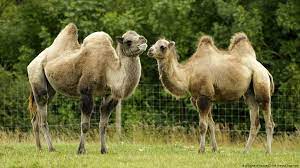 As is camel in french? What S The Difference Between A Camel And A Dromedary Global Ideas Dw 26 01 2015