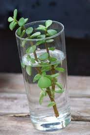 Propagation Propagating Plants Jade Plants Propagating Succulents