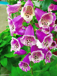 Pin On Foxgloves Hollyhocks Snapdragons