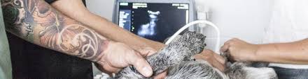 Veterinary assistants are active at work, and most tasks need physical skills. Veterinary Assistant Resume Sample Writing Guide 20 Tips