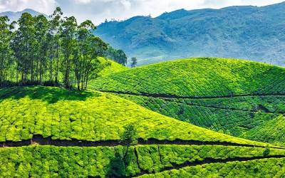 Tea Gardens, Munnar, AI generated