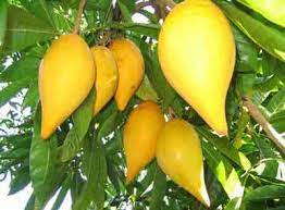 Fruit tree, fruit tree / field, fruit tree. Egg Fruit Farming Canistel Information Guide Agri Farming