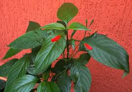 Image result for Ruellia brevifolia