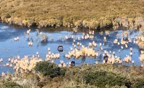 Where Do Outer Banks Wild Horses Vanish To In Winter Corolla Wild Horses Corolla Wild Horse Fund