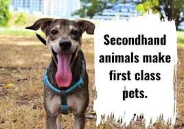 At one time my husband and i had 7 dogs, 9 cats and 2 horses. Rescue Dog Quotes And Instagram Captions Basic Dog Mom