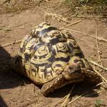 Pantherschildkröte art der gattung stigmochelys. Stigmochelys Pardalis Deutscher Trivialname Pantherschildkrote Sandra Und Michael Schmidt