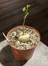 Image result for Cyclantheropsis parviflora