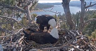 Big Bear bald eagle Jackie and Shadow in their nest