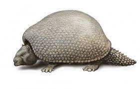 This Ancient Armadillo Was The Size Of A Small Car Prehistoric Animals Armadillo Prehistoric World