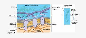 Maybe you would like to learn more about one of these? Animal Cells Lack Cell Walls Are Covered By An Elaborate Extracellular Matrix Of A Cell Free Transparent Png Download Pngkey