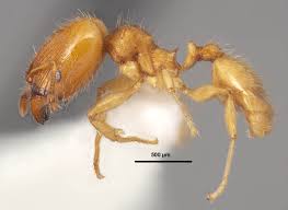 Image result for Aneilema spekei