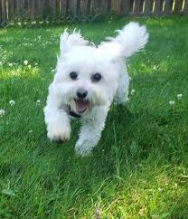Training tips for energetic one-year old maltese?