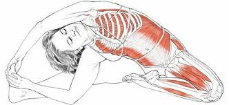 Benefits Of Revolved Head To Knee Pose Parivrtta Janu Sirsasana This Pose Stretches The Hamstri Con Imagenes Anatomia De Yoga Posturas De Yoga Ejercicios De Estiramiento