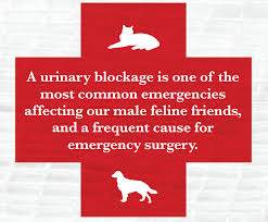 This surgery is called a perineal urethrostomy. If You Have A Male Cat Urinary Blockages Are A Serious Threat Watch Out For These Signs Gopetplan Com Pet Emergency Cat Care Feline Health