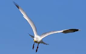 Only 1 available and it's in 1 person's cart. Free Download Sea Gull Wallpapers 1440x900 For Your Desktop Mobile Tablet Explore 74 Seagull Wallpaper Seagull Wallpaper Border Blue And White Seagull Wallpaper