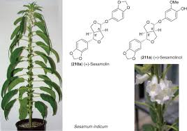 Image result for Scleria schimperiana