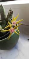 Image result for Tridentea marientalensis