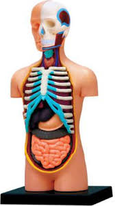 Anatomy is the study of the structure of living things. 4d Master Human Torso Anatomy Model Price In India Buy 4d Master Human Torso Anatomy Model Online At Flipkart Com