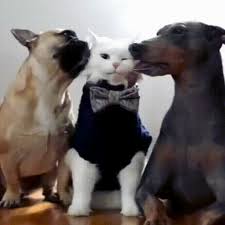 Ebay.de has been visited by 100k+ users in the past month Funny Animals Gifs 150 Animated Pics To Have Some Fun