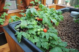 Only plant on the bottom 2 layers of your tower garden along with our crunchy cucumbers to maintain a balanced growing space. Shaun And Vita S Aquaponics System Tiny Tim Tomato Plant Flickr
