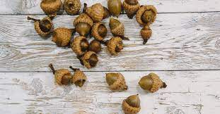 Bake the pine cones/acorns for at least 30 minutes, or until they are completely dry. How To Prepare Acorns For Crafts Acorn Crafts Crafts Acorn