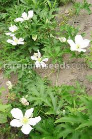 Image result for Lagenaria sphaerica